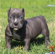american pit bull puppy posted by Exotic Bully